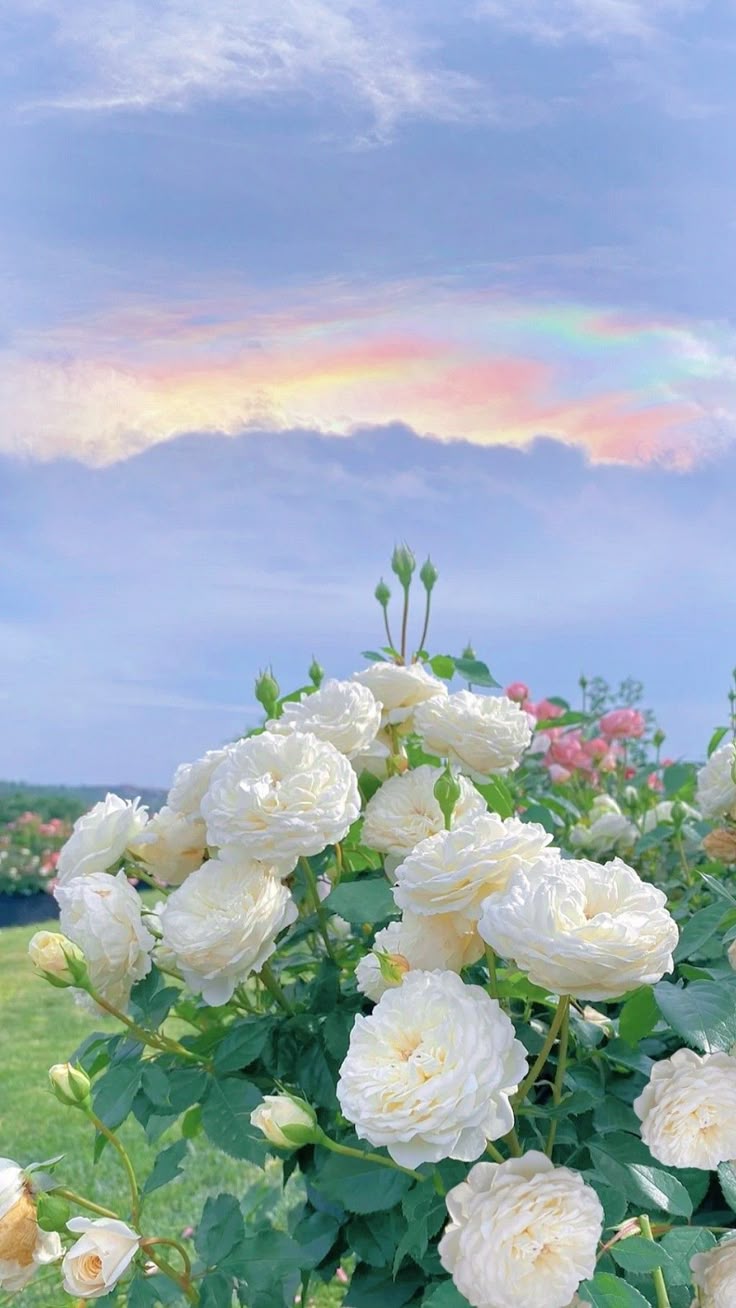 Reliable Jewilakoreb