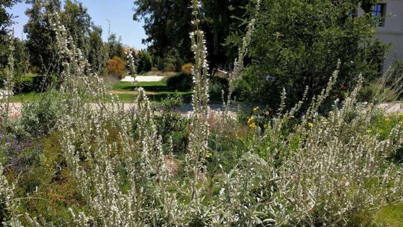 The Desert Garden here is world-famous and far exceeds every expectation. Not only are the specimens massive and rare, but they are arranged with an exceptional eye for composition. The Chinese Garden is overwhelming in its beauty, size and