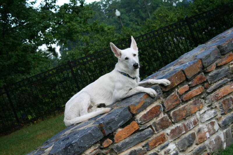 Eight-month-old White German Shepherd pup on the wall of the entrance to the Sarah P. Duke Gardens at Duke University in Durham, North Carolina.