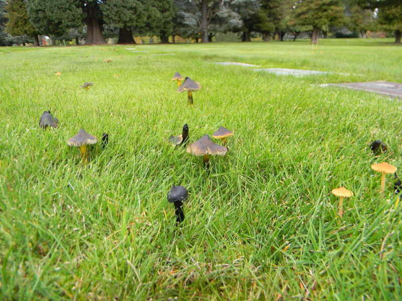 For more information about this, see the observation page at Mushroom Observer.