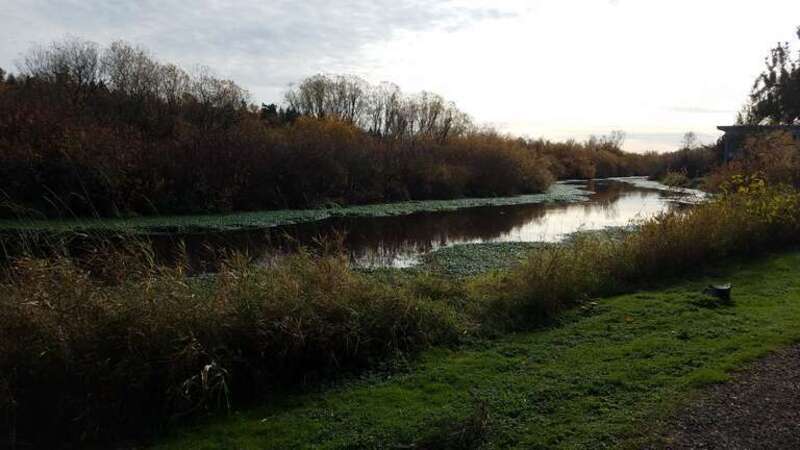 The Mercer Slough, about a mile upstream from its terminus at Lake Washington