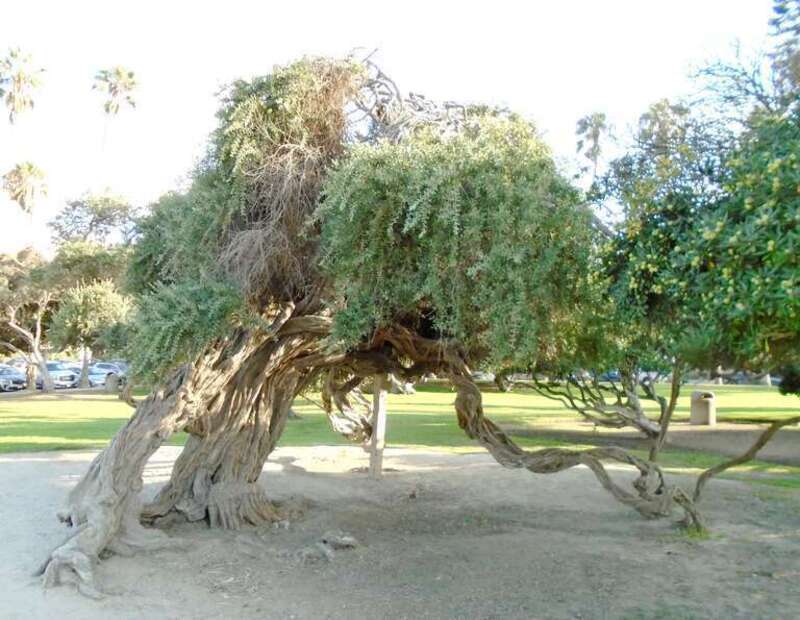 Ellen Browning Scripps Park is a city park in San Diego, California.  Named after one of the the city's biggest philanthropists, it is maintained by the San Diego Park and Recreation Department.