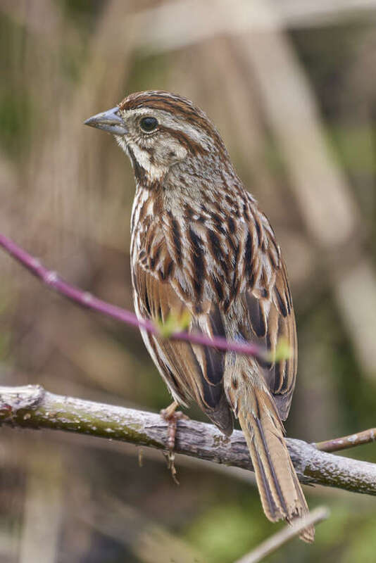 photo of a song sparrow at Canoe Meadows Wildlife Sanctuary, Pittsfield, Massachusetts
