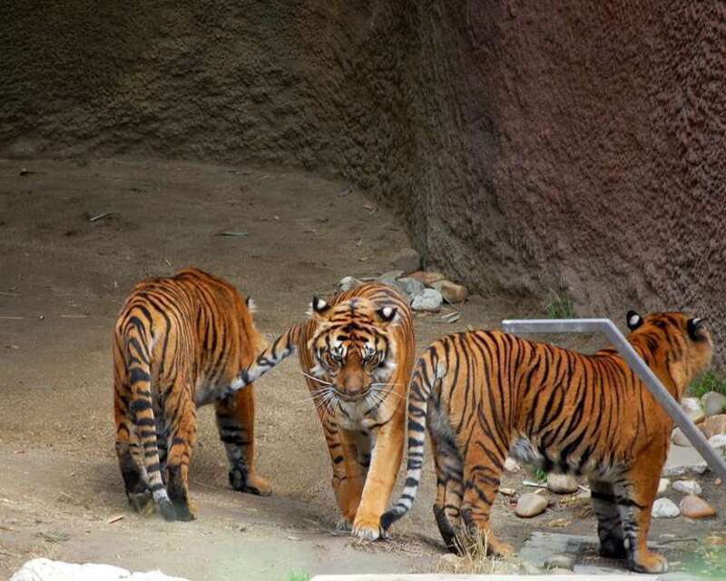 3 Cubs