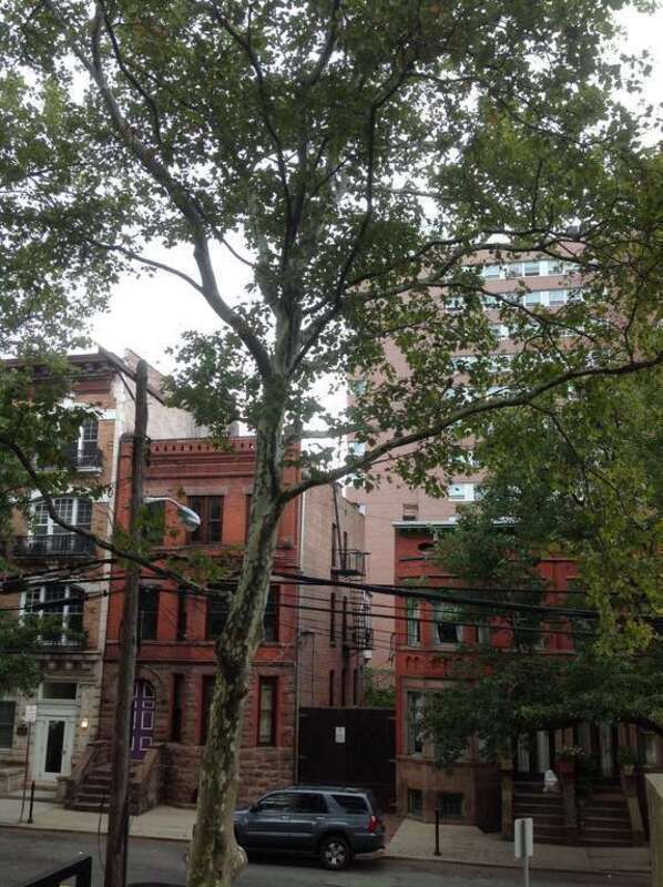 A11-1-Platanus occidentalis (Eastern Sycamore)