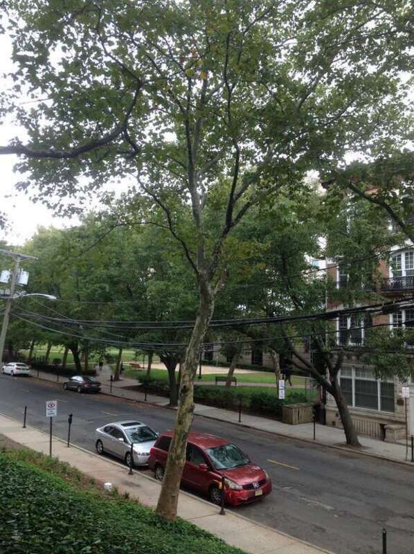 A12-1-Platanus occidentalis (Eastern Sycamore)