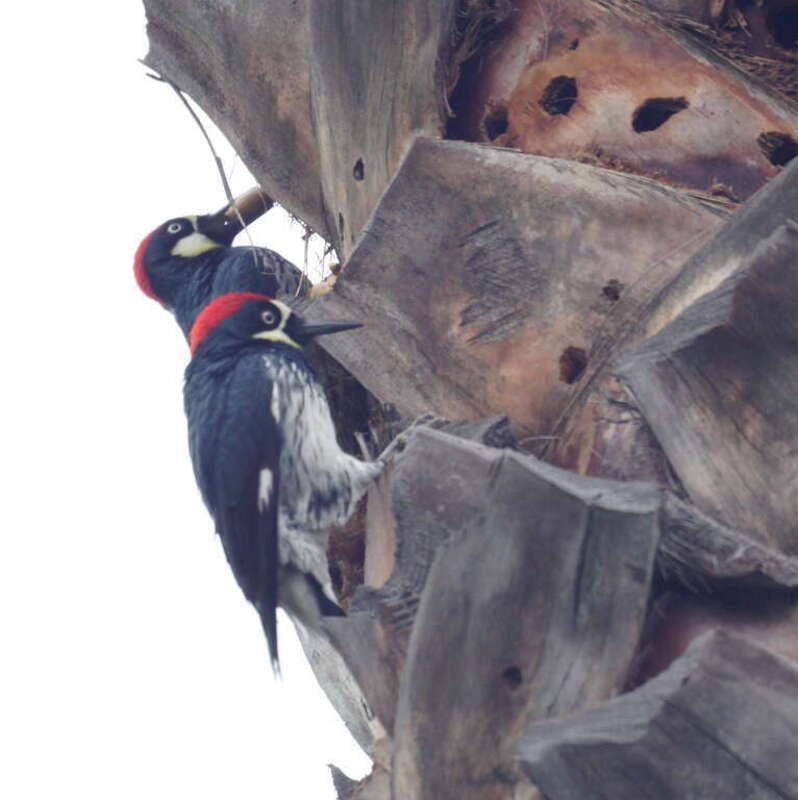 Acorn Woopecker