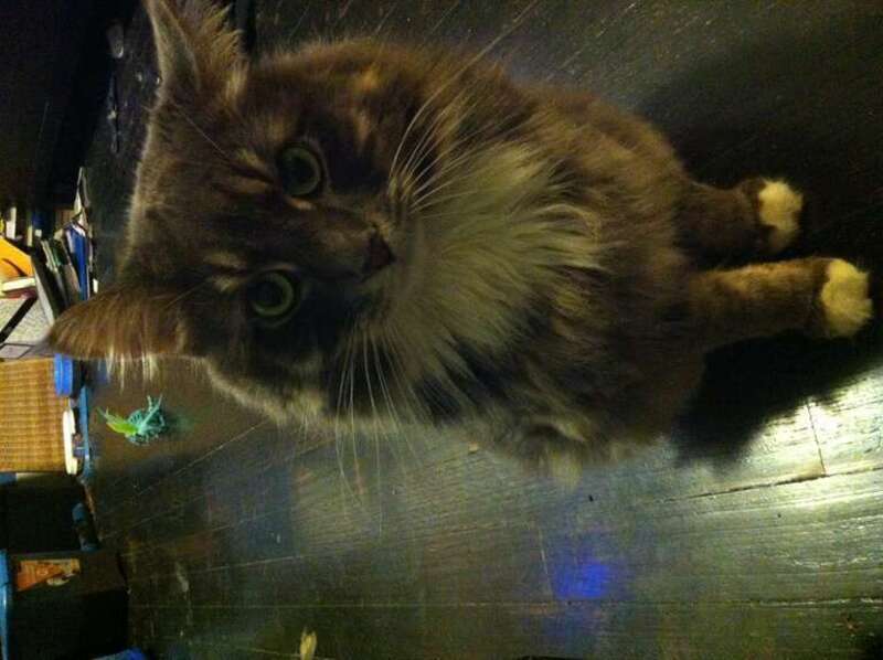 Adorable fluffy cat - maybe a Maine Coon