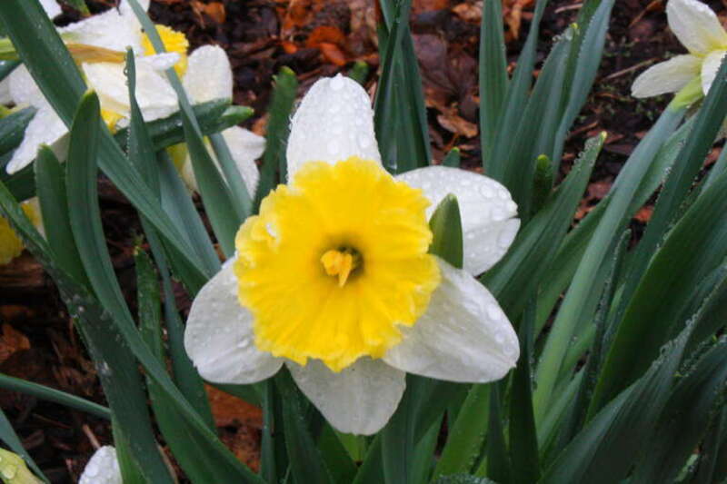 After rain in Boerner Gardens