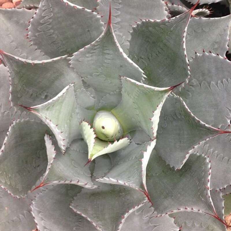Agave at Baltimore's Rawlings Conservatory