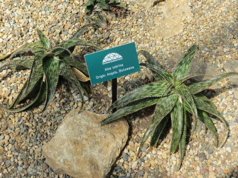 Des Moines Botanical Center - 5/18/13