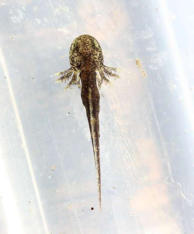 Small-mouthed Salamander (Ambystoma texanum)