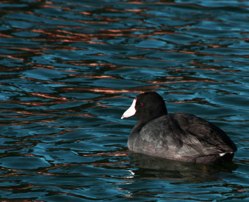 American Coot Fulica americana