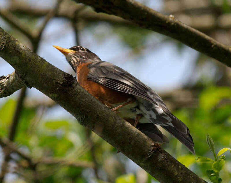 American Robin in a tree in the meadow reserved for ground nesting birds in Marymoor Park.