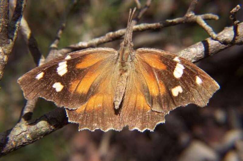 Libytheana carinenta, American snout butterfly.