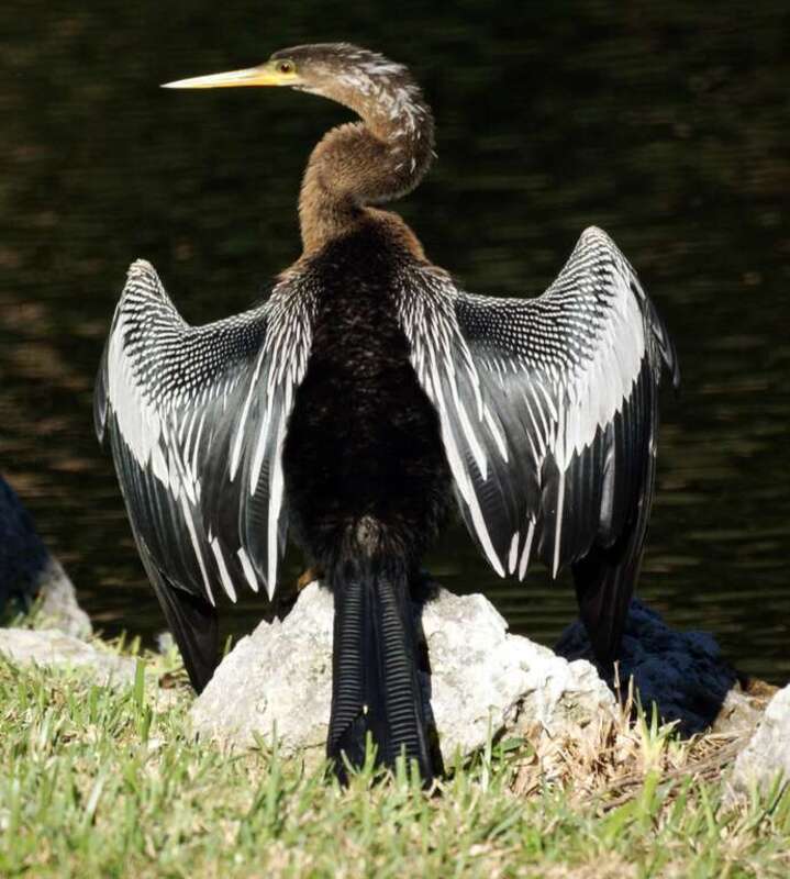 Anhinga
