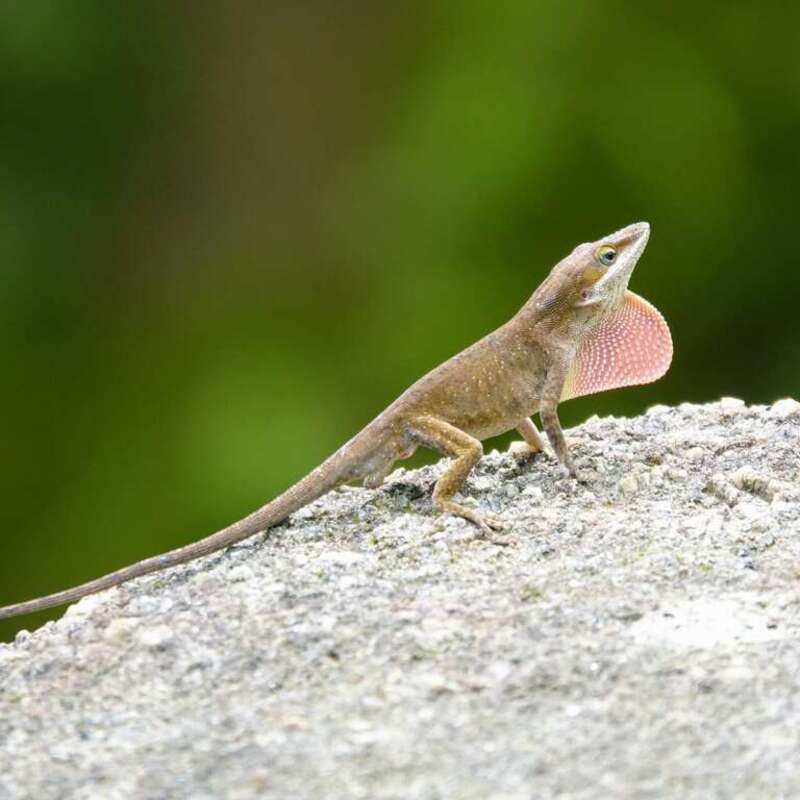Green Anole (Anolis carolinensis)