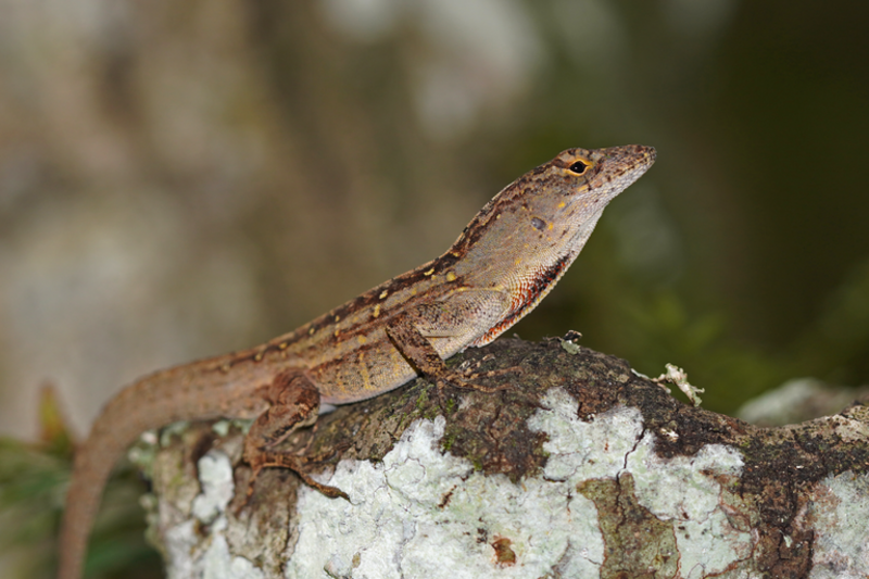 Brown Anole (Anolis sagrei)