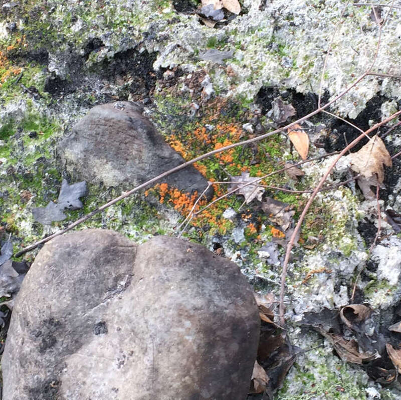 Charcoal Eyelash (Anthracobia melaloma)