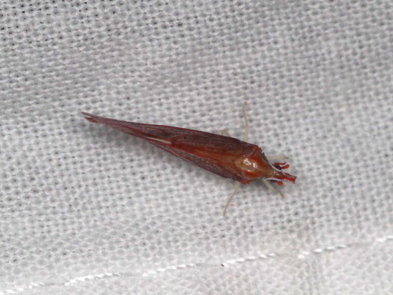 Apache californicum