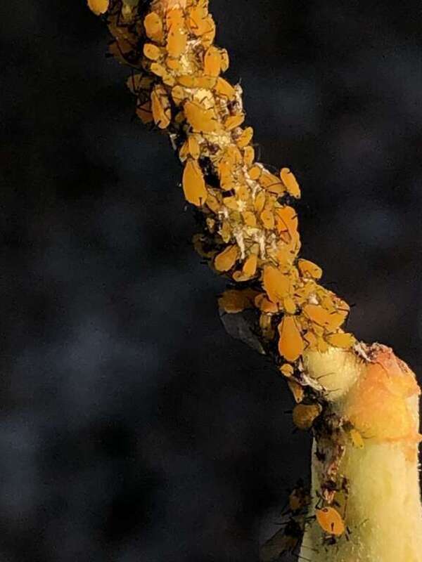 Oleander Aphid (Aphis nerii)