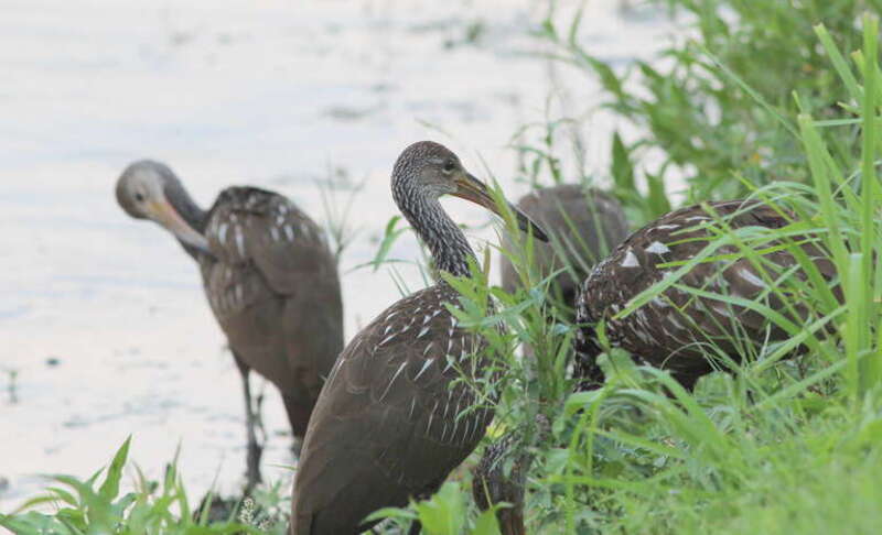 Limpkins