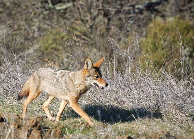 A coyote I encountered along the Redtail Loop trail in Arastradero Preserve