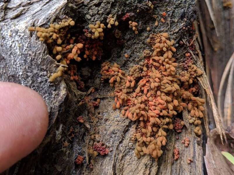 Arcyria ferruginea