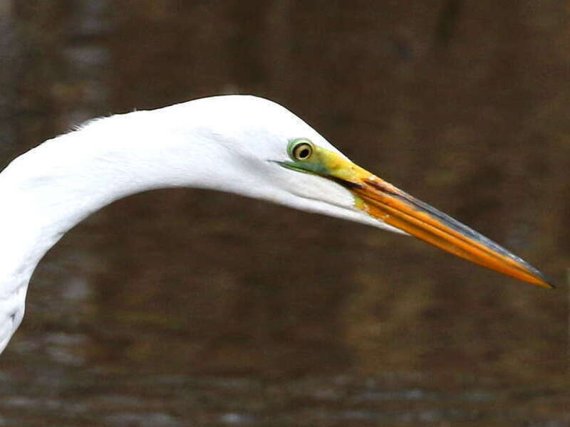 Great Egret at Bombay Hook National Wildlife Refuge, Delaware USA