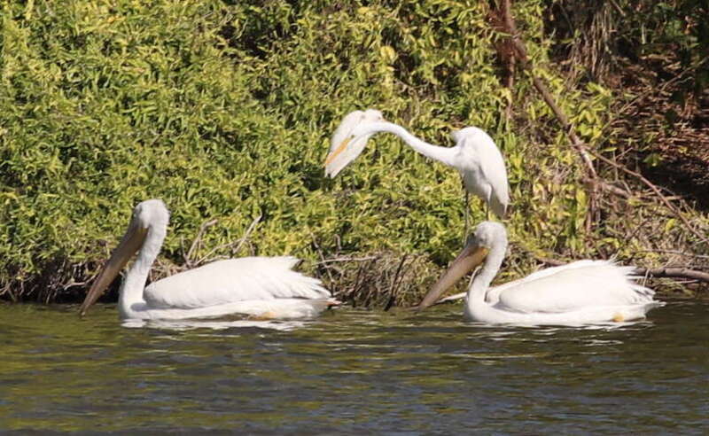 American White Pelicans (in water), Cattle Egret (left on bank) and Great Egret (right on bank)
