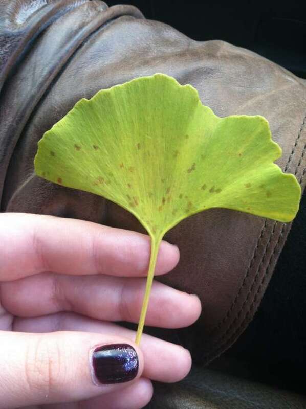 Ginkgo Spot (Bartheletia paradoxa)