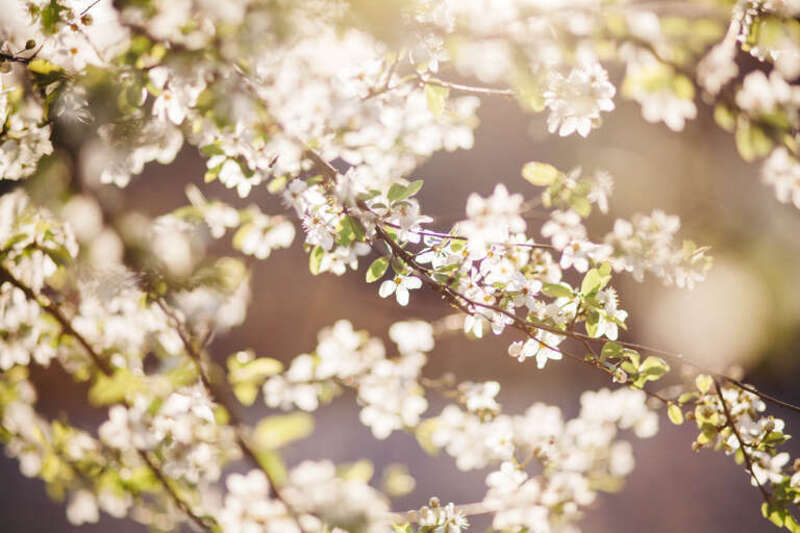 Bellingham, United States