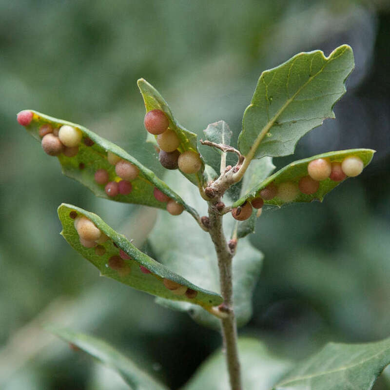 Leaf galls caused by Belonocnema kinseyi, a species of insect.