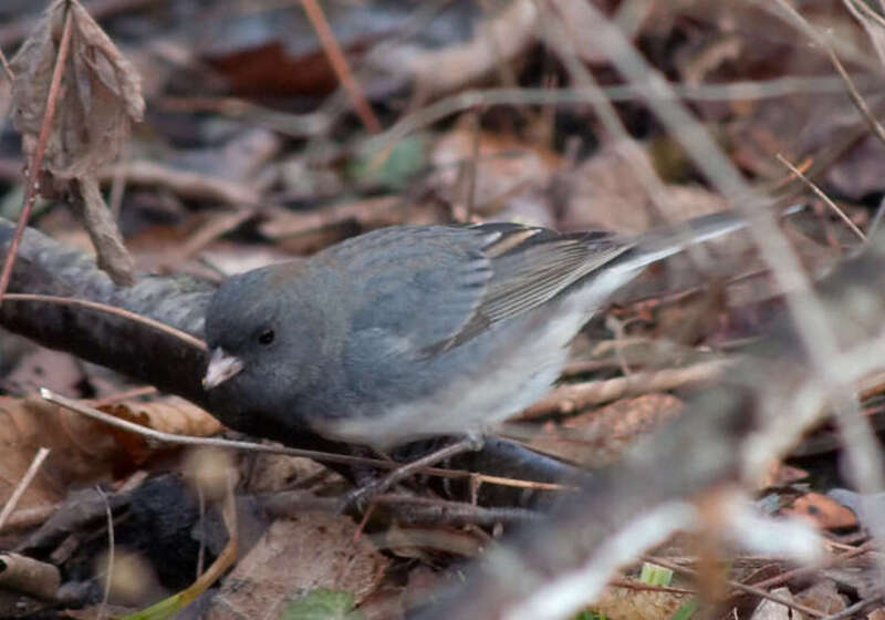 Female Dark-eyed Junco, slate-colored race, Junco hyemalis hyemalis, taken in Urbana, IL