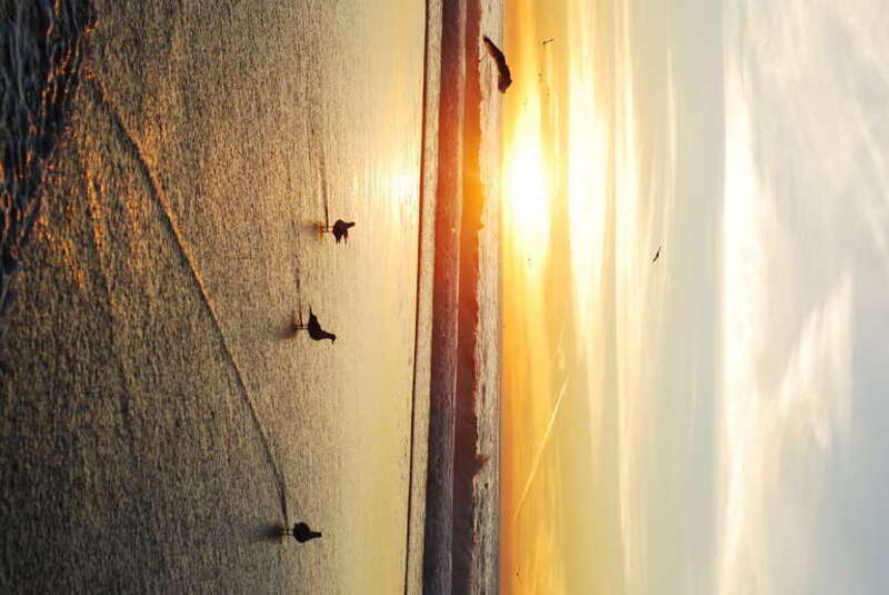 Birds in the Rise