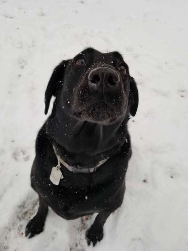 Black Labrador Retriever playing fetch in the snow.