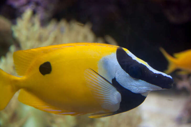 
500px provided description: Blotched Foxface (Siganus unimaculatus) [#fish ,#aquarium ,#blotched foxface ,#Siganus unimaculatus]