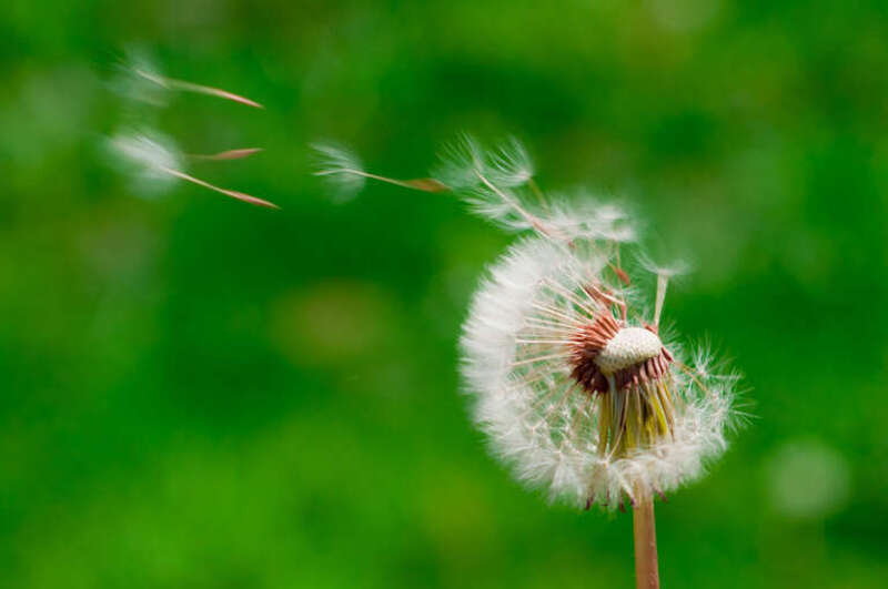 Blown dandelions
