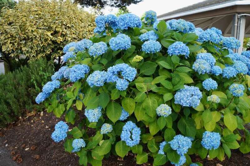 Blue flowers