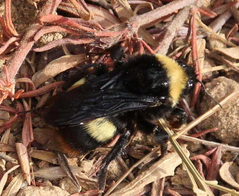 Crotch's Bumble Bee (Bombus crotchii)