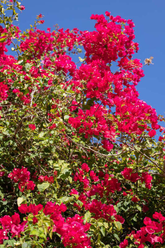 Bougainville, Solomon's Castle, Ona, Florida.