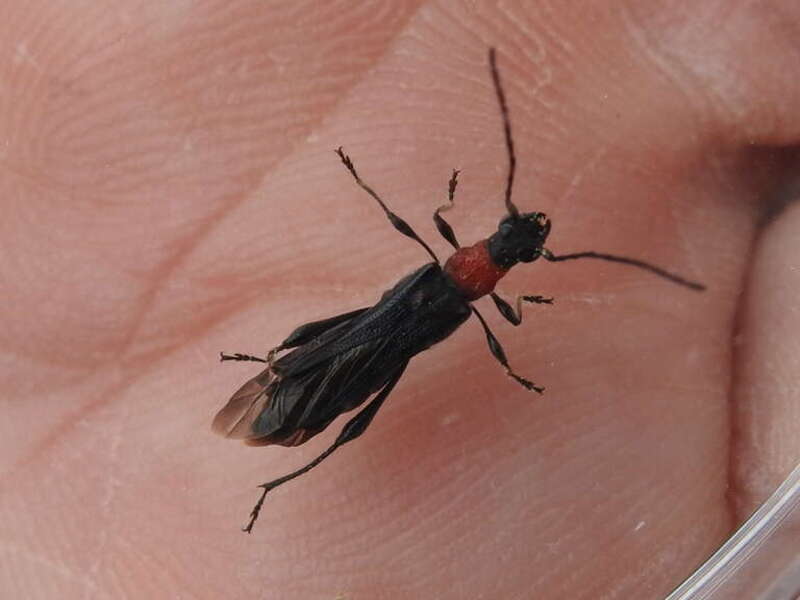 Callimoxys nigrinus. Species of insect.