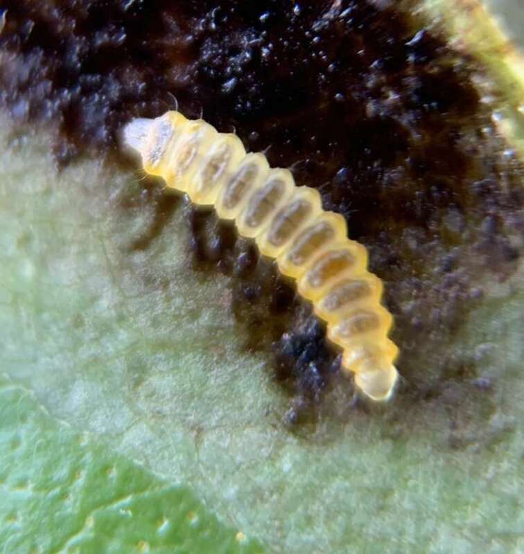 Cameraria picturatella