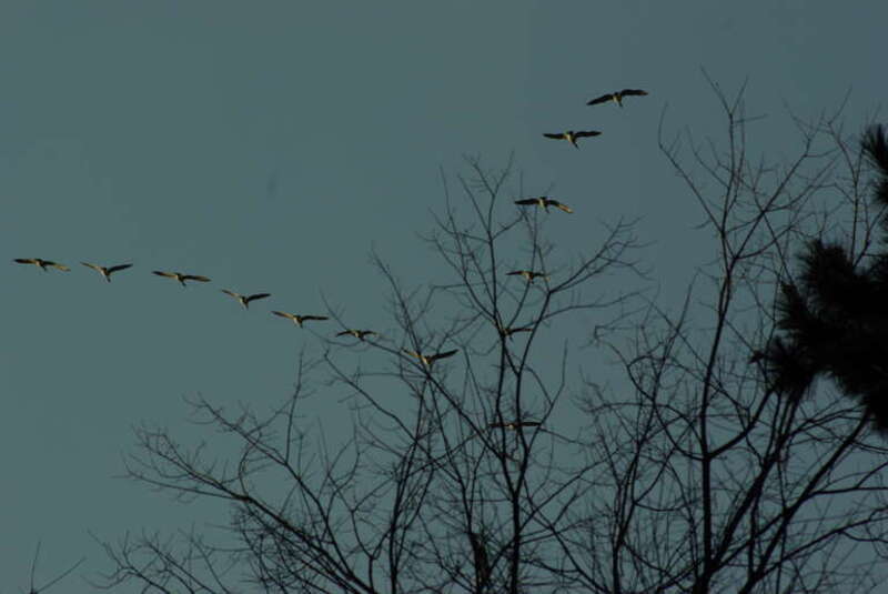 a group of Canada Geese flying in Michigan in December
