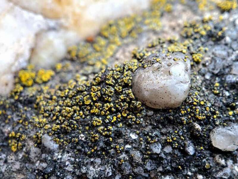 Hidden Goldspeck Lichen (Candelariella aurella)
