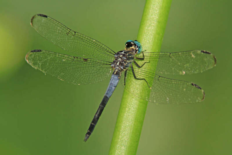 Gray-waisted Skimmer (Cannaphila insularis), 600 Cape St, San Marcos, TX 78666, USA