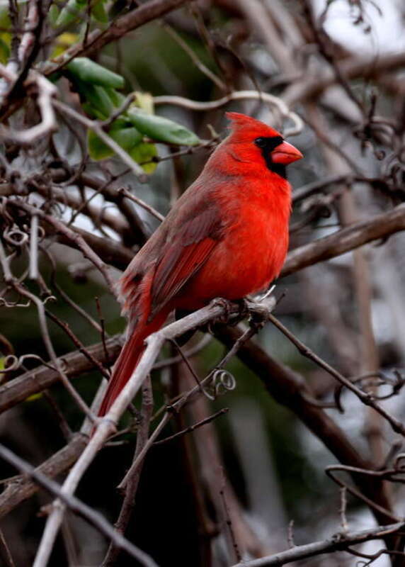 A male Northern Cardinal in Shiloh, Garland, Texas, USA.