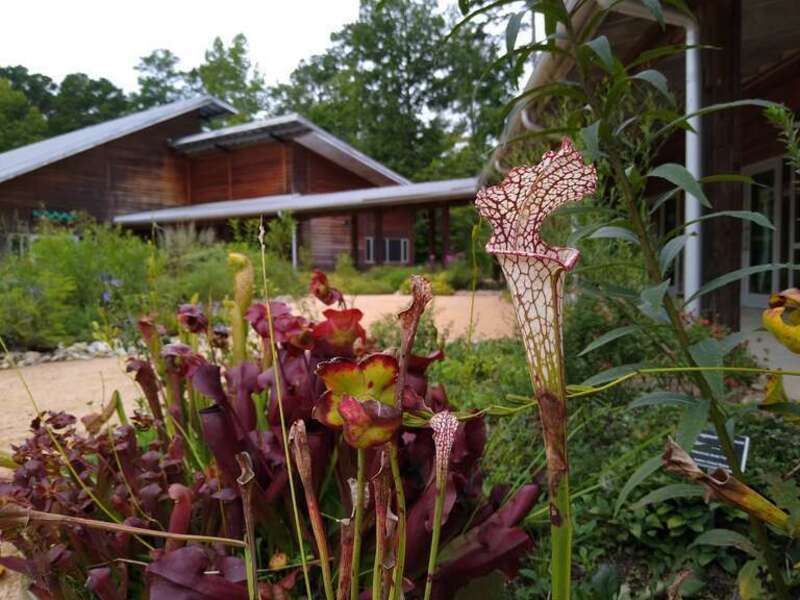 Carnivorous plants at the North Carolina Botanical Garden in Chapel Hill, North Carolina.