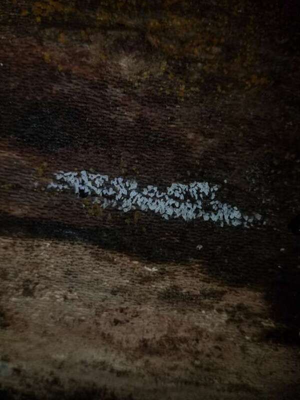 Honeycomb Coral Slime Mold (Ceratiomyxa fruticulosa)