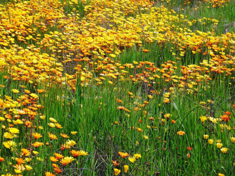 California Wildflowers